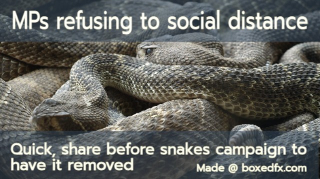 Funny UK political meme featuring a nest of snakes and with the caption: 'Members of parliament are refusing to social distance. Quick, share this before snakes campaign to have it removed'