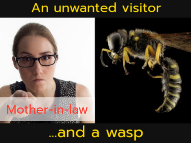 Angry looking woman and a wasp, with the caption: 'An unwanted visitor and a wasp'