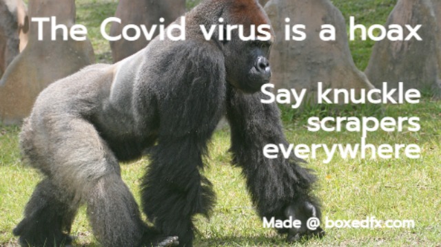 an anti anti-vaxxer meme showing a gorilla walking on its knuckles and a caption saying: 'The covid virus is a hoax, say knuckle scrapers everywhere.'