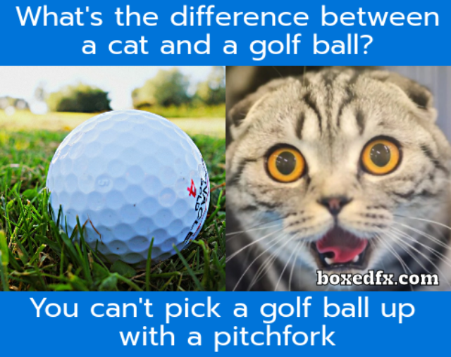 Golf ball and a cat